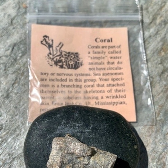 Fossilized Branching Sea Coral Fossil Specimen Mississippian Period with ID Card - Picture 3 of 5